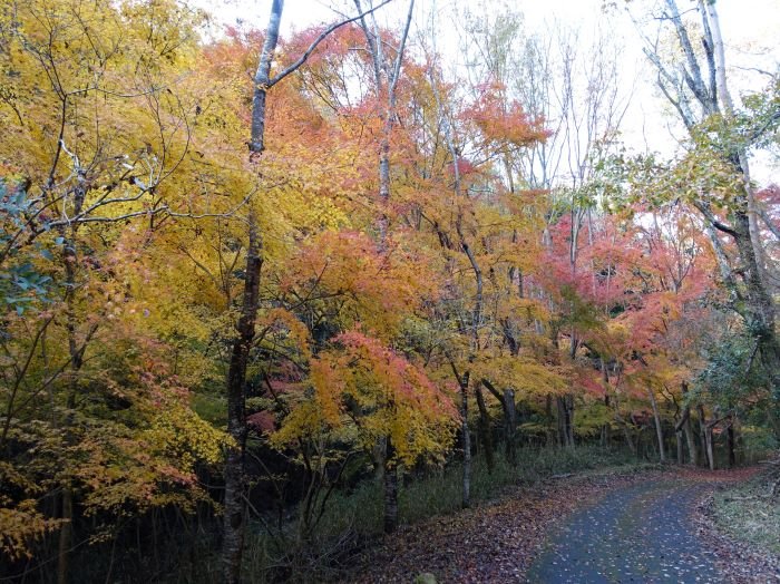 🏞️ 야마시로정 삼림공원 (야마시로초 신린코엔) 이미지 7